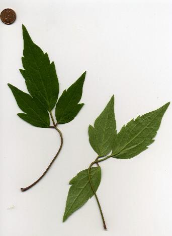 clematis-montana-rubens077.jpg