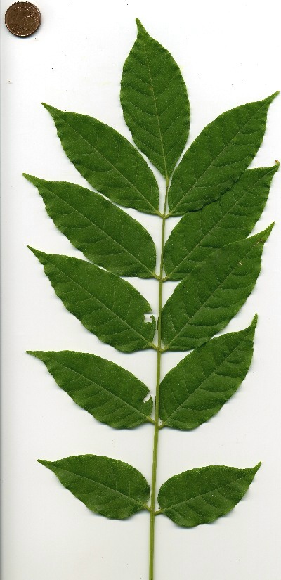 wisteria-sinensis030.jpg